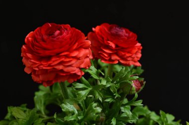 kırmızı ranunculus çiçekleri siyah arkaplanı kapatır 