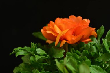 Koyu arkaplanda güzel bir gül