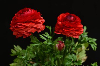 kırmızı ranunculus çiçekleri siyah arkaplanı kapatır 