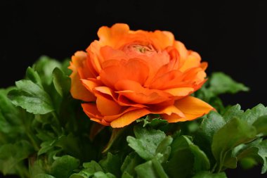 Koyu arkaplanda güzel bir gül