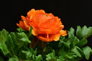 Koyu arkaplanda güzel bir gül