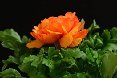 Koyu arkaplanda güzel bir gül