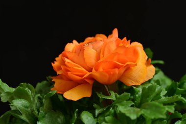 Koyu arkaplanda güzel bir gül