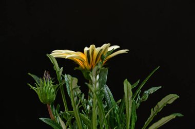 Siyah arka plandaki güzel sarı çiçeğin yakın görüntüsü