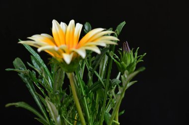 Bahçede güzel bir çiçek