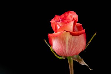 Koyu arkaplanda güzel bir gül