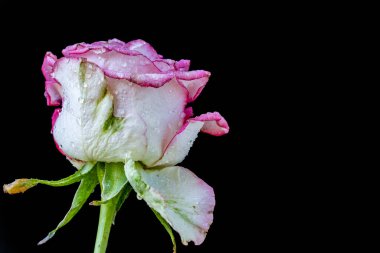 Koyu arkaplanda güzel bir gül