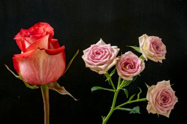 Siyah arka plandaki güzel gülleri kapat 