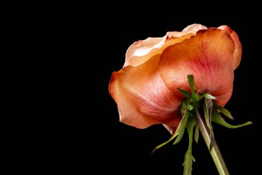 Koyu arkaplanda güzel bir gül