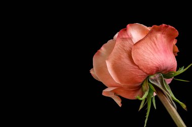 Koyu arkaplanda güzel bir gül