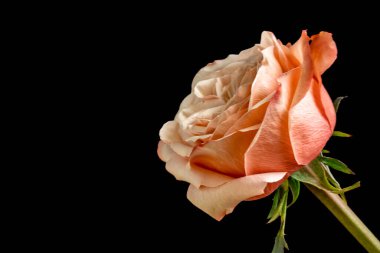 Koyu arkaplanda güzel bir gül