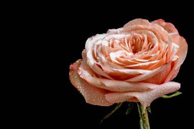 Koyu arkaplanda güzel bir gül