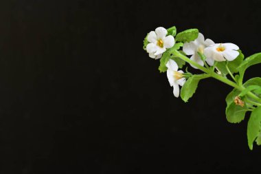 Siyah arka planda güzel beyaz çiçekler