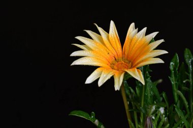 Osteospermum çiçekleri gibi parlak sarı renkli papatyalar.