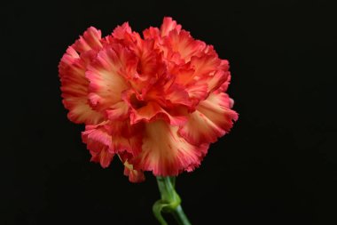 Karanlık arka planda güzel karanfil çiçeği