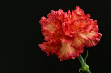 Karanlık arka planda güzel karanfil çiçeği