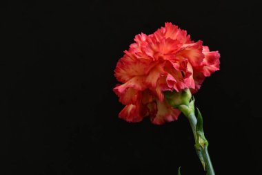 Karanlık arka planda güzel karanfil çiçeği