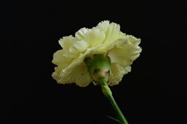 Karanlık arka planda güzel karanfil çiçeği