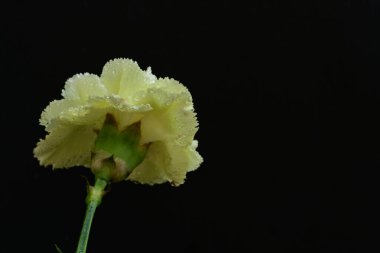 Karanlık arka planda güzel karanfil çiçeği