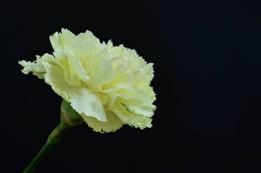 Karanlık arka planda güzel karanfil çiçeği