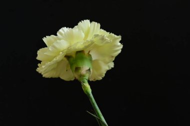 Karanlık arka planda güzel karanfil çiçeği