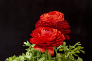 kırmızı ranunculus çiçekleri siyah arkaplanı kapatır 