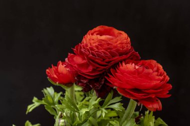 kırmızı ranunculus çiçekleri siyah arkaplanı kapatır 