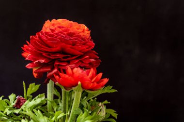 kırmızı ranunculus çiçekleri siyah arkaplanı kapatır 