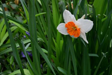 Bahçedeki nergis ağacını kapat.