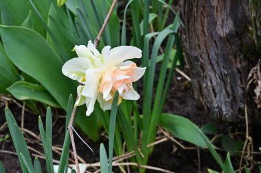 Bahçedeki nergis ağacını kapat.