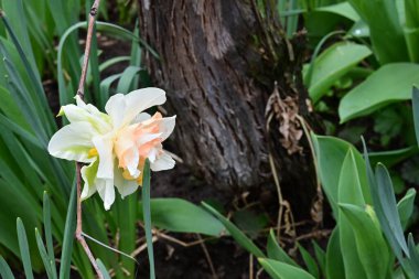 Bahçedeki nergis ağacını kapat.