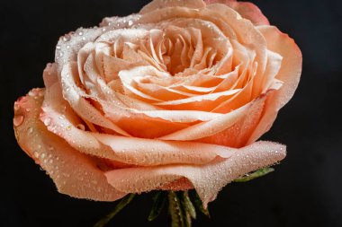 Siyah arkaplanda kırmızı gül 