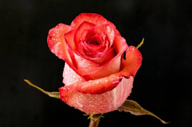 Siyah arkaplanda kırmızı gül 