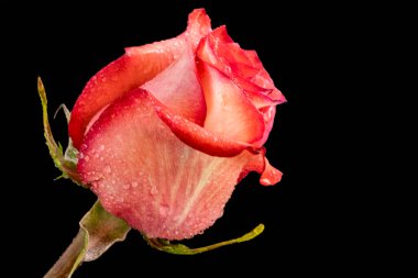 Siyah arkaplanda kırmızı gül 