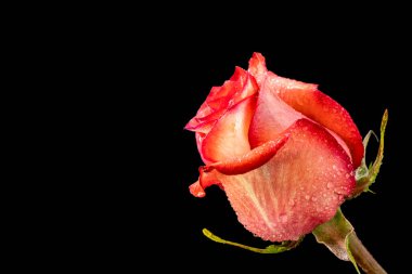 Siyah arkaplanda kırmızı gül 