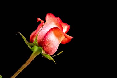 Siyah arkaplanda kırmızı gül 