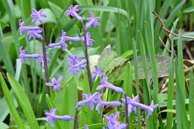 Yeşil bahçe içinde güzel mor çiçekler