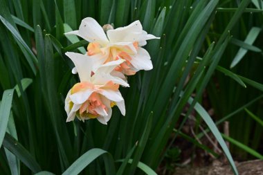 Narcissus bahar çiçekleri bahçeyi kapatır. 