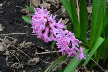 bahçede büyüyen güzel pembe çiçekler