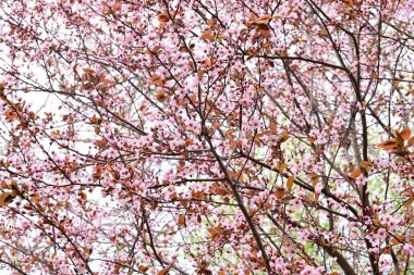 İlkbaharda güzel ağaçlar açar.