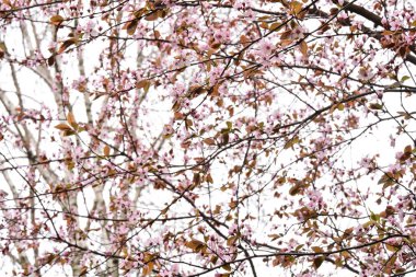 İlkbaharda güzel ağaçlar açar.