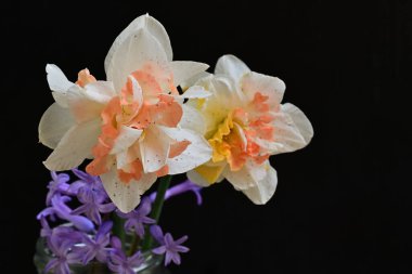 Narcissus bahar çiçekleri siyah arkaplanı kapatır 