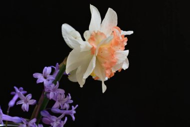 Siyah arkaplanda mor sümbül çiçeklerini kapat 