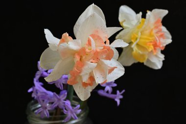 Narcissus bahar çiçekleri siyah arkaplanı kapatır 