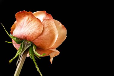 Koyu arkaplanda güzel bir gül çiçeği                        