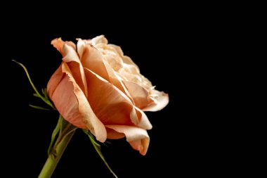 Koyu arkaplanda güzel bir gül çiçeği                        