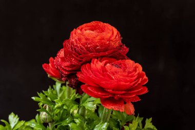 Karanlık arka planda güzel ranunculus