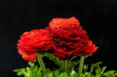 Karanlık arka planda güzel ranunculus