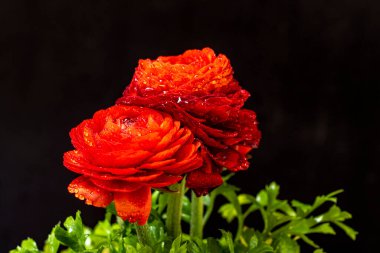 Karanlık arka planda güzel ranunculus