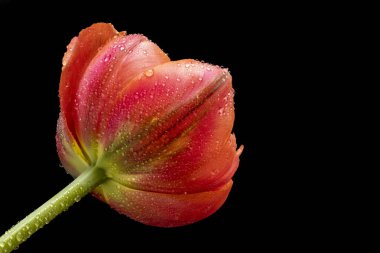 Siyah arkaplanda kırmızı lale çiçeğini kapat